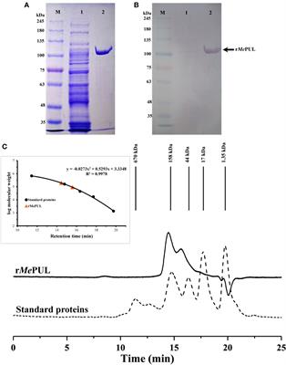 Cassava pullulanase and its synergistic debranching action with isoamylase 3 in starch catabolism